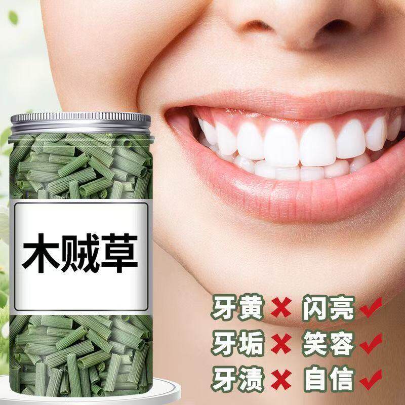 野生木贼草长节节草擦牙磨牙