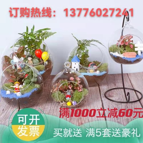 多肉植物diy多少钱 多肉植物diy价格 小麦优选 多肉植物diy多少钱 多肉植物diy价格 小麦优选