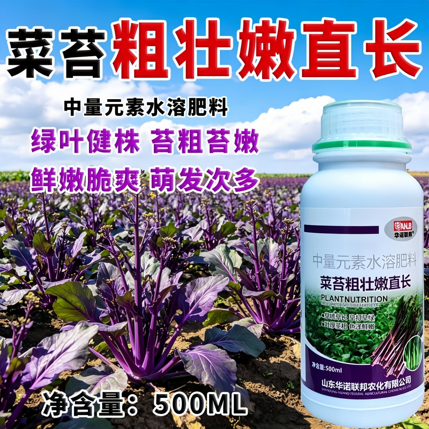 红绿白菜苔菜薹粗壮嫩直长叶面肥