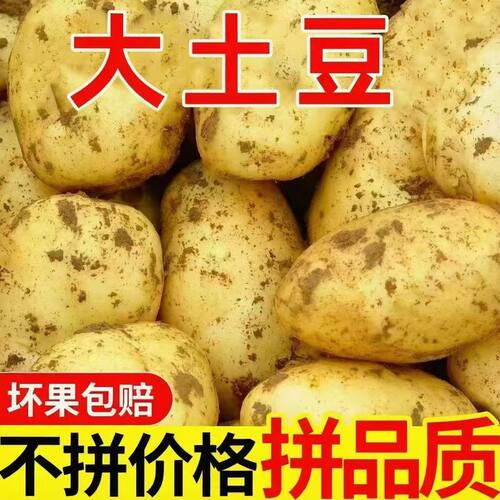 885东北黄心土豆东北农产品沙瓤
