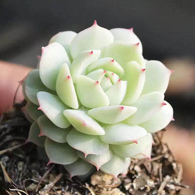 静夜苯巴蒂斯多肉植物多肉植物