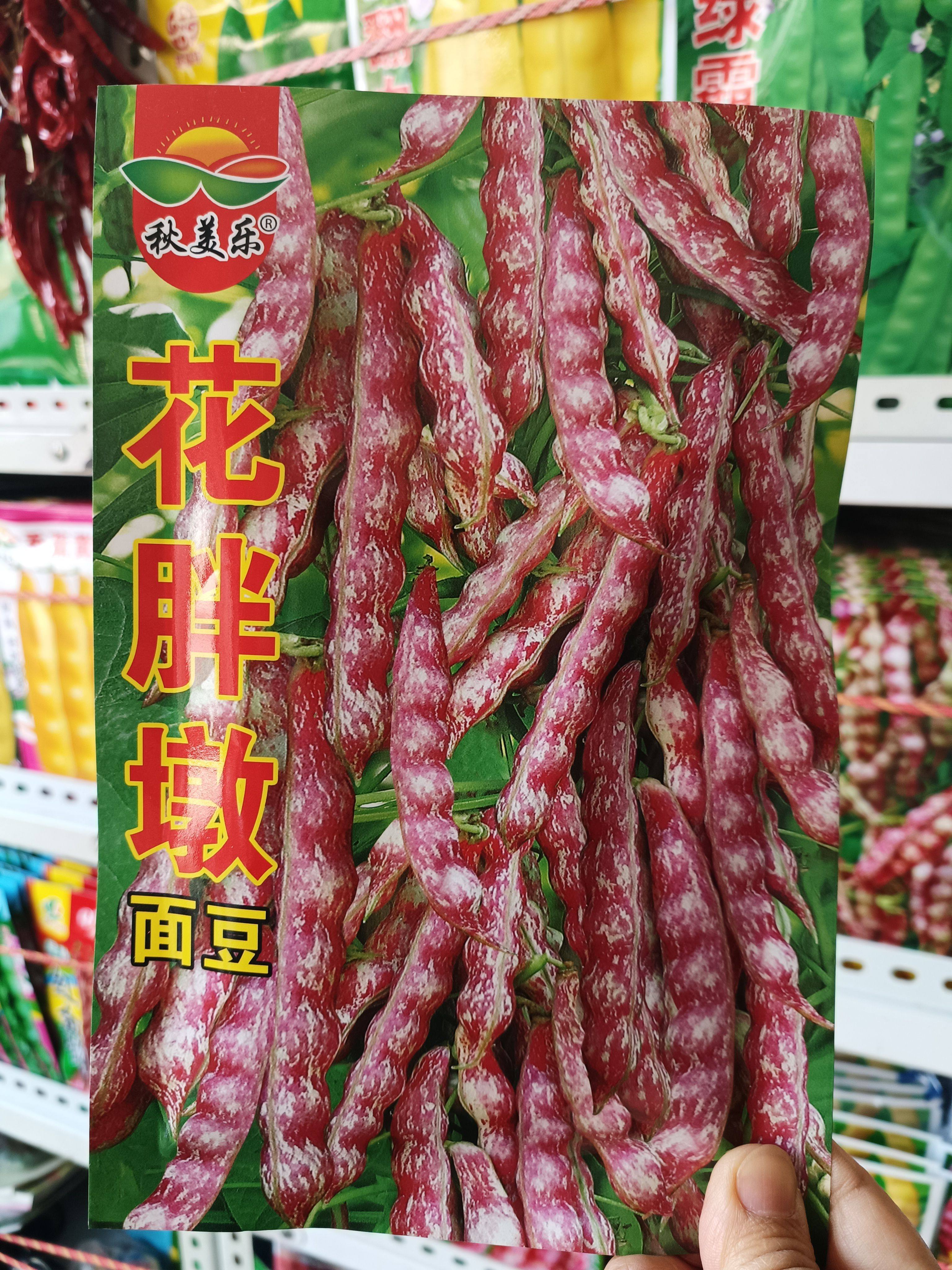 【花胖墩豆角种子】早熟鼓豆面豆东北油豆正宗