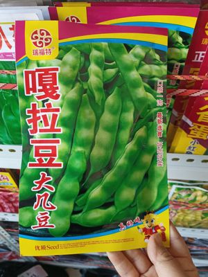 嘎啦豆大几豆松原大几豆豆角种子