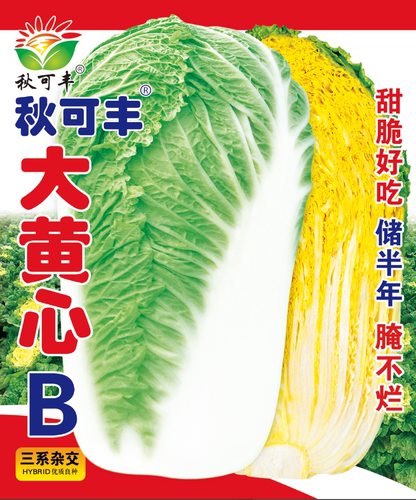 秋可丰大黄心B冬储白菜种子叠抱耐储