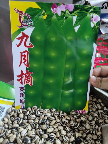 【九月摘豆角种子】  早熟东北正宗油豆种子九月青豆角种子