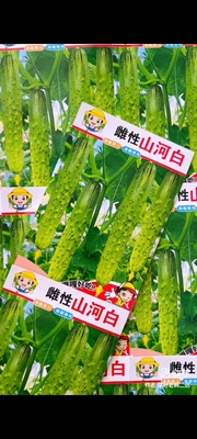 【雌性山河和白黄瓜种子】正宗五常山河白种子 菜园蔬菜种子