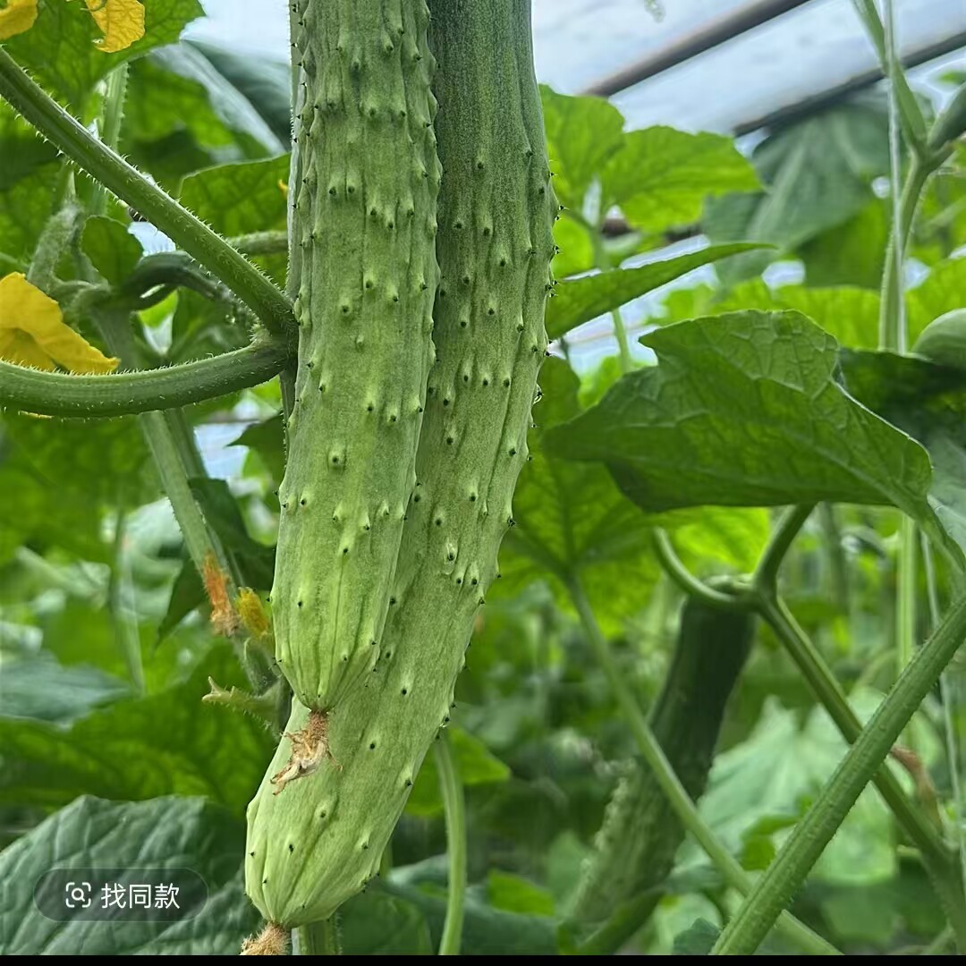 全雌山河白黄瓜种子正宗五常山河白黑刺绿瓤绿肉节节有瓜抗病高产