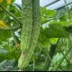 全雌山河白黄瓜种子正宗五常山河白黑刺绿瓤绿肉节节有瓜抗病高产