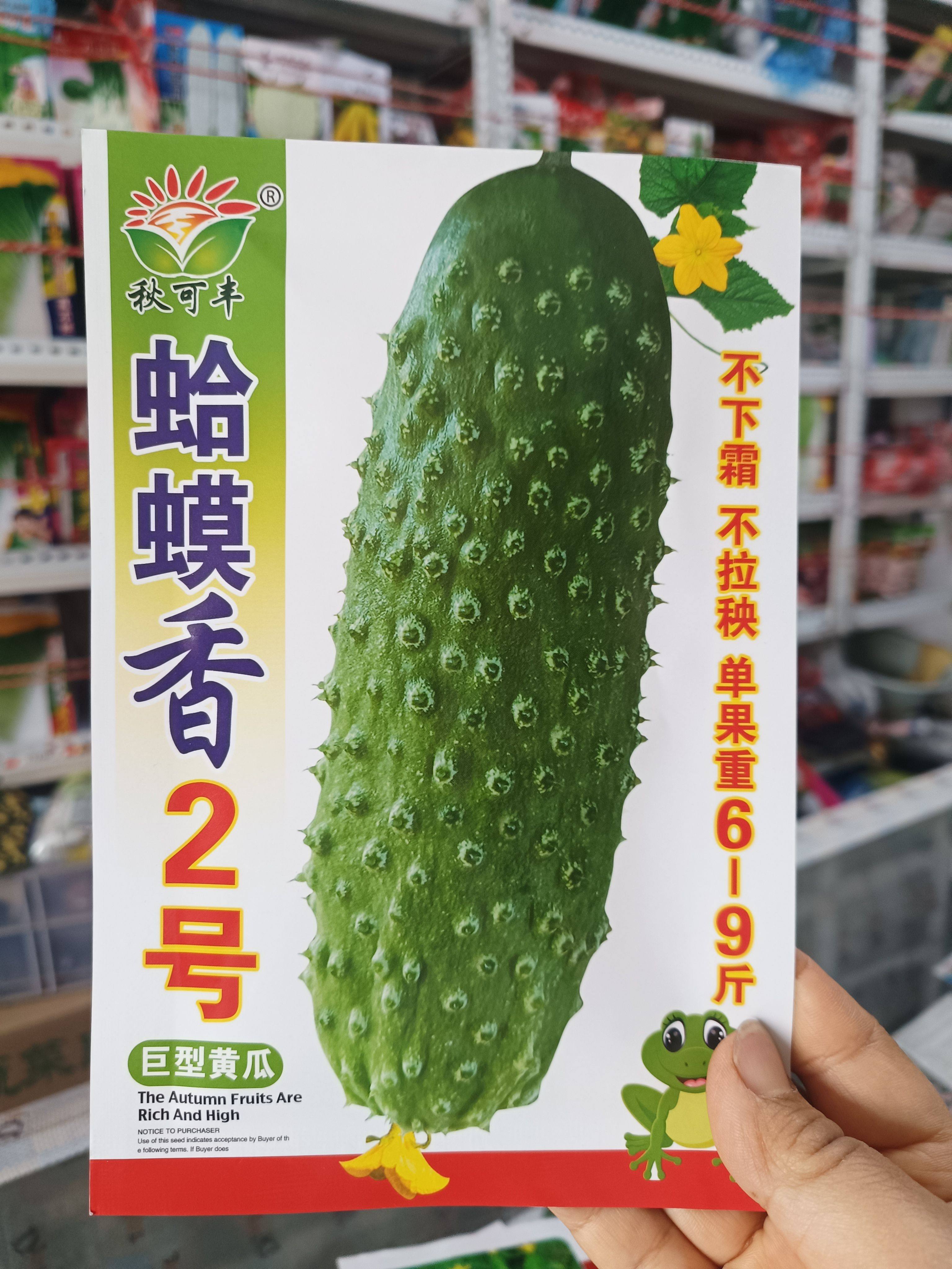 【蛤蟆香二号黄瓜种子】晚黄瓜唐山秋瓜大刺黄瓜种子