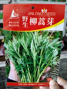 【柳蒿芽种子】东北柳蒿菜种籽春秋四季阳台野菜蔬菜种孑