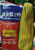 东北粘糯玉米种子大棒鲜食糯玉米种子 珍金糯199玉米种子