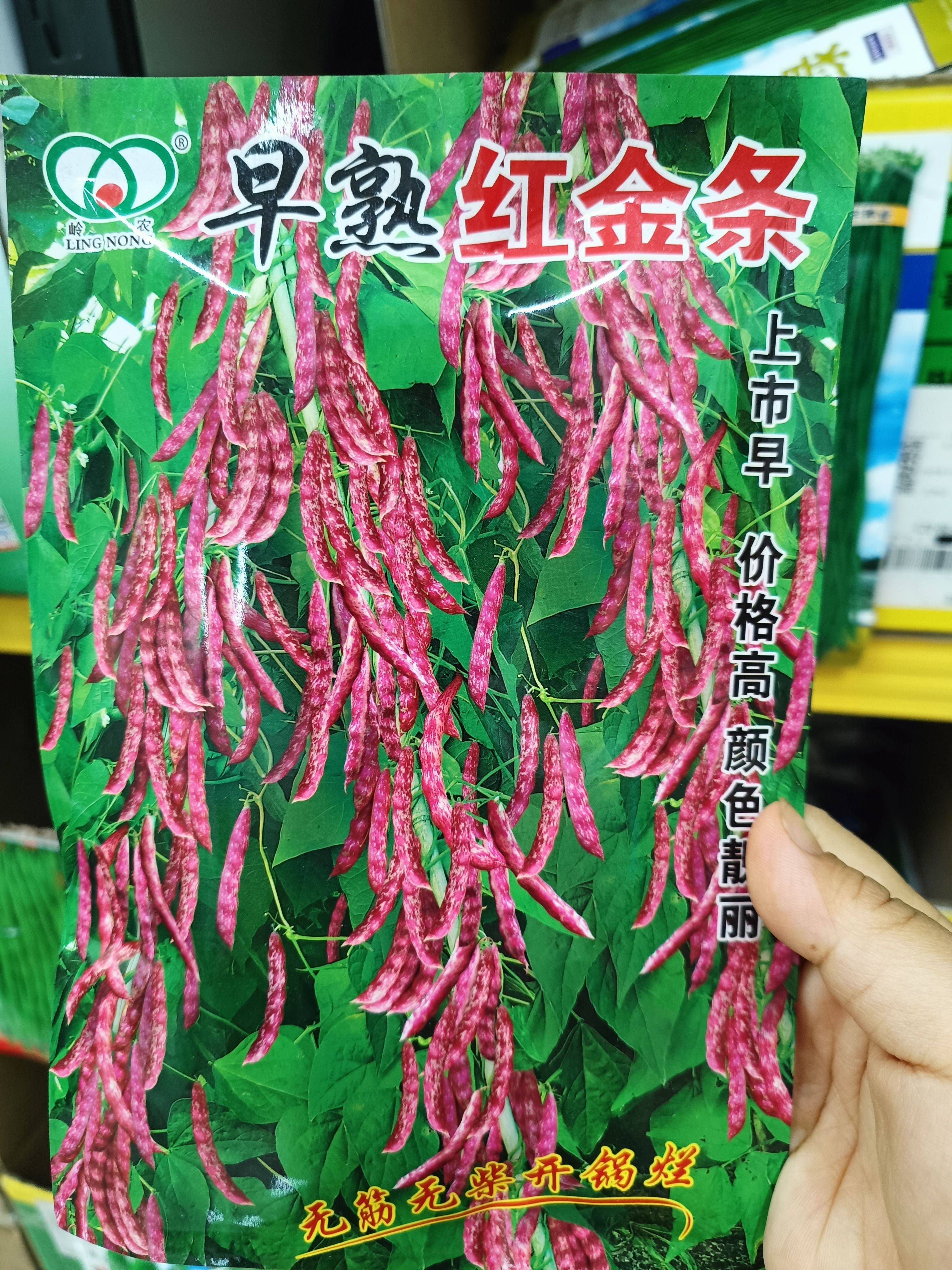 【早熟红金条】豆种子高产早熟东北油豆角种子无筋春季红金钩种籽