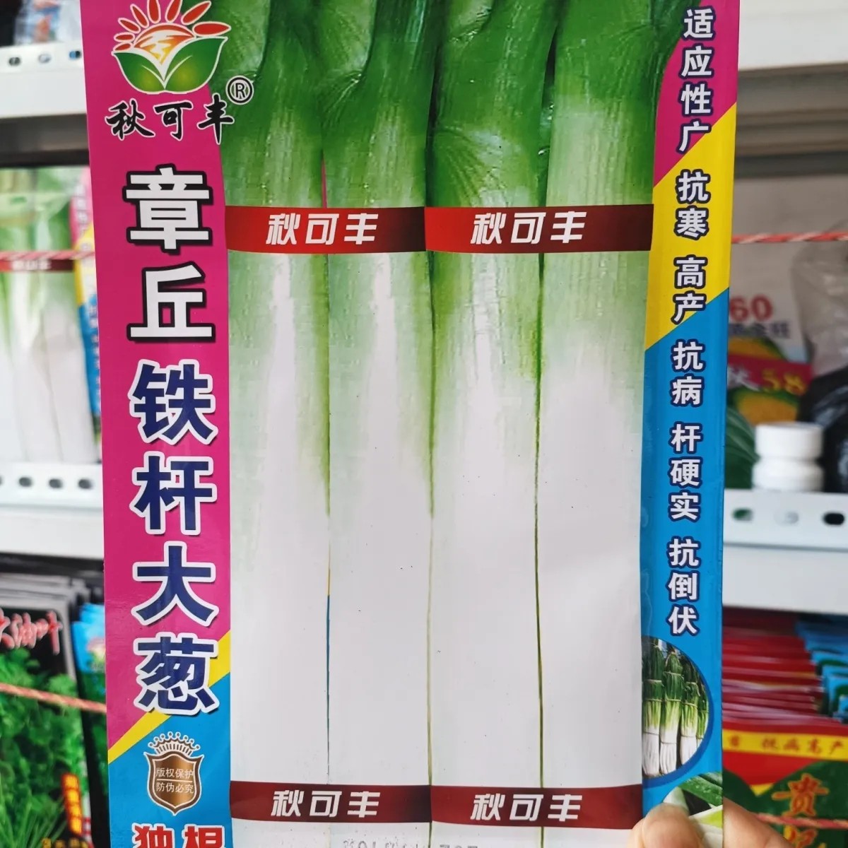 【章丘铁杆大葱种子】秋可丰耐寒蔬菜种子/种苗