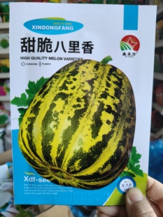 甜脆八里香香瓜种子  鑫东方香瓜甜瓜种子大全