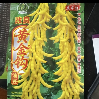 【改良黄金钩油豆角种子】  早熟角粗豆大肉香开锅烂