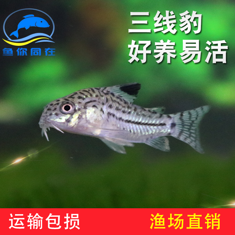 三线豹 茉莉豹朱莉豹 鼠鱼热带鱼观赏鱼 工具鱼小型活体鱼 包活