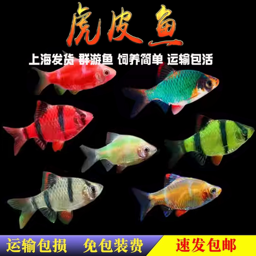 虎皮鱼绿虎皮蓝荧光金虎皮四间小型热带观赏鱼活体草缸鱼群游包邮 - 封面