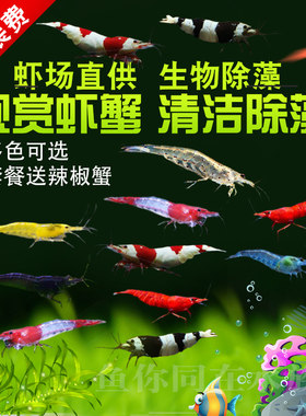 观赏虾樱花水晶除藻活体黄金米
