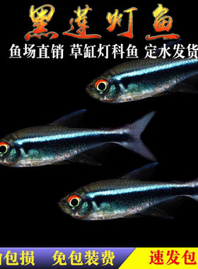 黑莲灯黑灯黑管灯鱼黑宝莲灯小型热带鱼观赏鱼红绿灯草缸群游活体