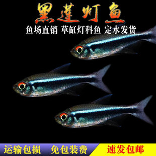 黑莲灯黑灯黑管灯鱼黑宝莲灯小型热带鱼观赏鱼红绿灯草缸群游活体