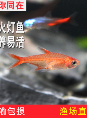 喷火灯鱼热带观赏鱼火焰灯红衣扯旗梦幻灯科鱼草缸鱼群游鱼