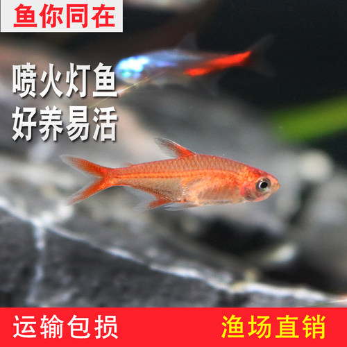 火焰灯红衣扯旗梦幻热带观赏鱼