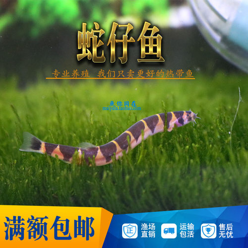 淡水蛇仔鱼苦力泥鳅除蛋白虫涡虫