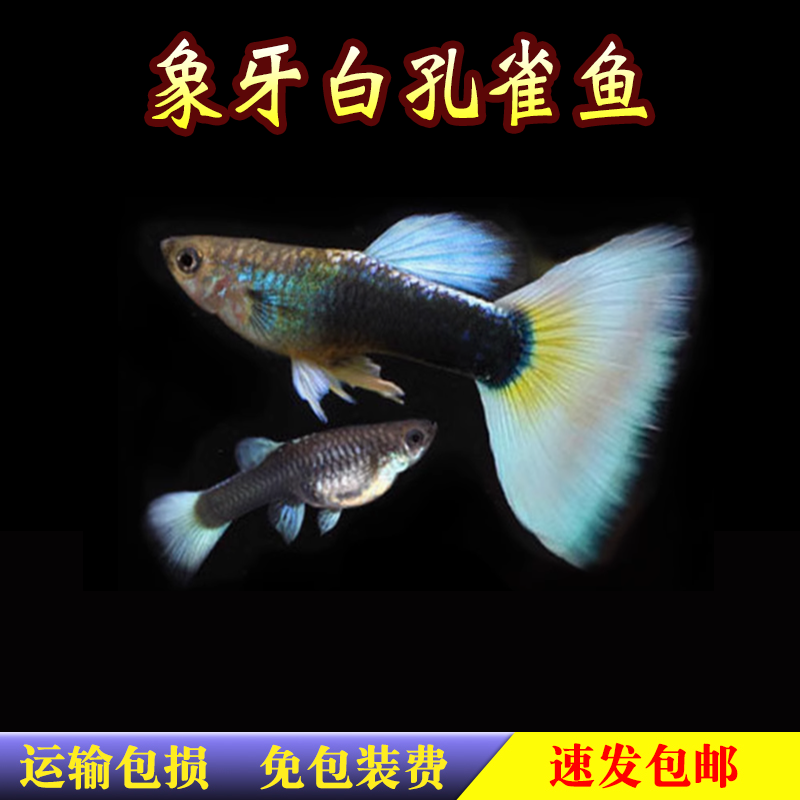 象牙白黄礼服活体直销孔雀鱼