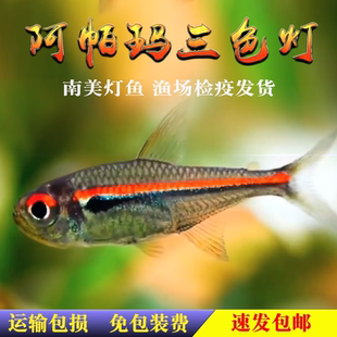 阿玛帕三色灯鱼南美灯阿帕马高端小型灯科鱼灯鱼群游观赏小鱼活体