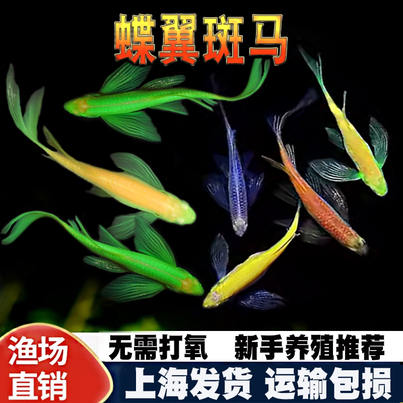 精品蝶翼斑马鱼长尾长鳍冷水鱼观赏鱼荧光冷水鱼小型热带鱼活体鱼
