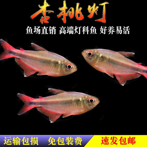 杏桃灯草缸灯鱼橙尾杏桃灯热带鱼南美灯鱼摩比斯热带水草缸稀有
