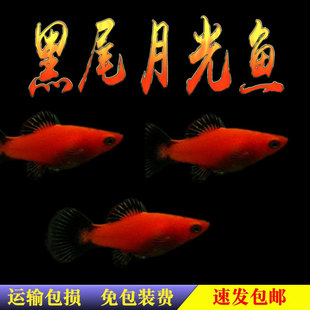 热带鱼观赏鱼活体 黑尾月光鱼红米奇鱼淡水精品草缸鱼小型胎生鱼