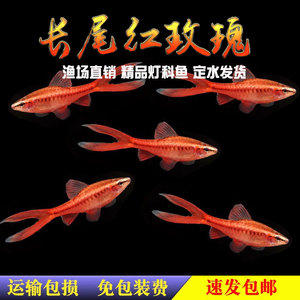长尾樱桃灯红玫瑰鱼草缸精灵小型热带观赏鱼淡水好养活体包邮