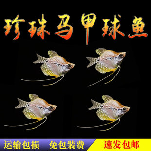 热带鱼观赏鱼活体珍珠马甲球鱼珍珠马甲鱼球型鱼混养鱼