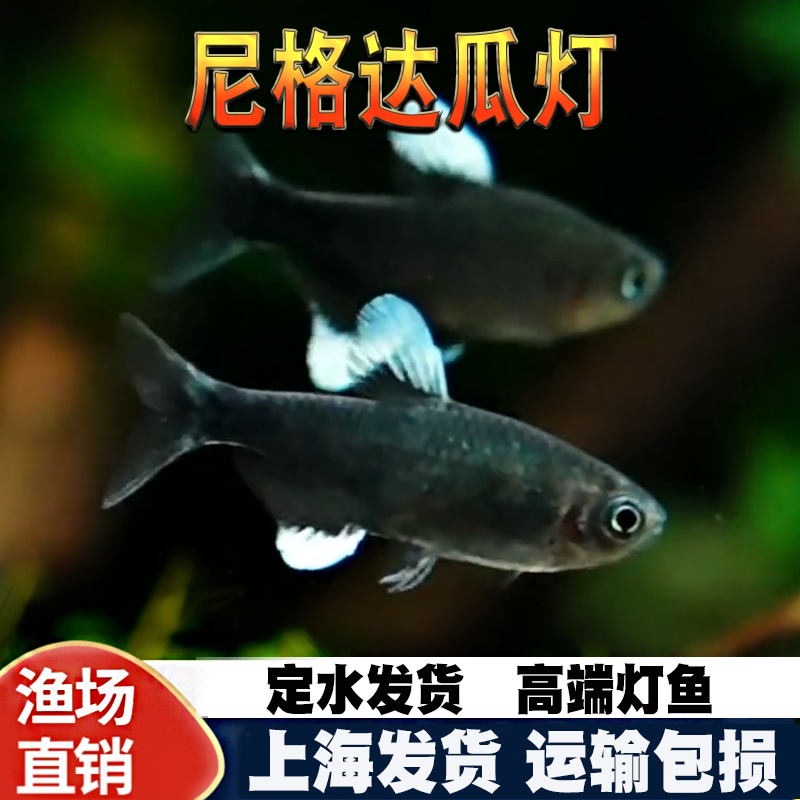 尼格达瓜灯小黑鱼苍蝇灯鱼热带观赏鱼黑水鬼灯鱼活体淡水小型灯科
