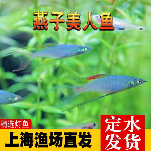 燕子美人鱼小型热带观赏鱼宠物鱼