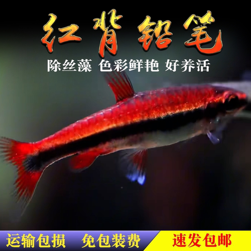 灯科鱼热带鱼红背铅笔鱼