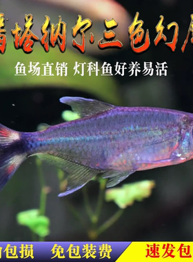 潘塔纳尔三色幻尾热带淡水观赏鱼南美高端鱼小型灯科鱼草缸混养