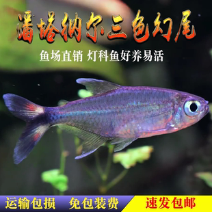 潘塔纳尔三色幻尾热带淡水观赏鱼南美高端鱼小型灯科鱼草缸混养