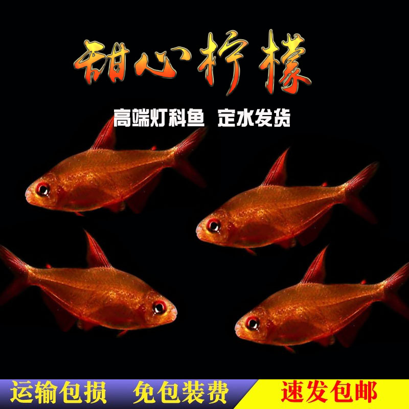 甜心柠檬灯鱼巴西南美灯鱼超级甜心柠檬热带观赏水草缸群游活体