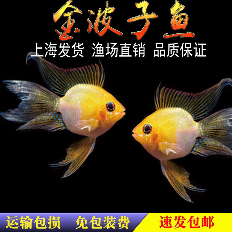 桃心金波子鱼热带观赏活体短鲷宝蓝阿凡达荷兰凤凰皮卡丘淡水小型