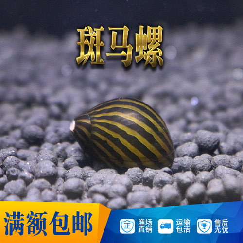 除藻螺斑马螺吃垃圾螺草缸养殖