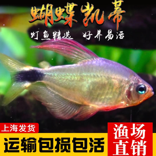 南美灯鱼热带鱼蝴蝶凯蒂灯