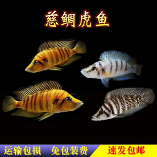 金头虎鱼贝壳虎黑喷虎非洲三湖慈鲷鱼黄金坦鲷卷贝观赏热带鱼活体