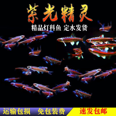 紫光精灵鱼冷水鱼好养活