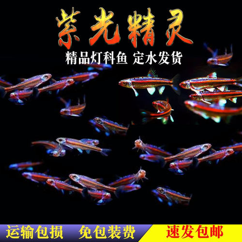 紫光精灵鱼冷水鱼好养活