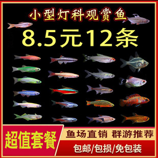 斑马鱼红绿灯科鱼热带淡水活体观赏天使宠物小型宝莲灯孔雀群游鱼