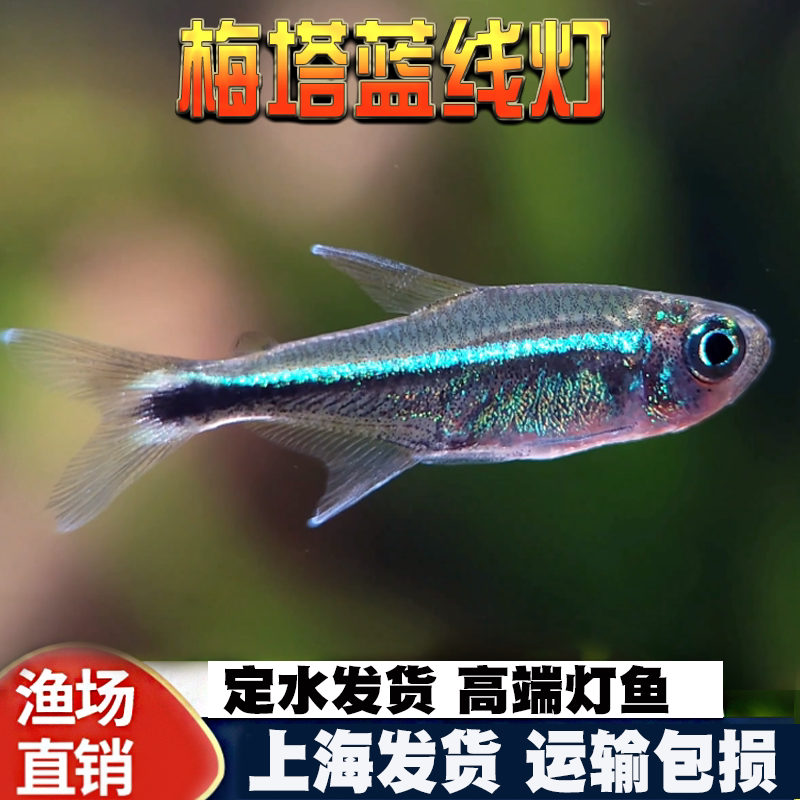 蓝线精灵鱼热带鱼梅塔蓝线灯精灵蓝线南美草缸小型淡水观赏鱼活体图片