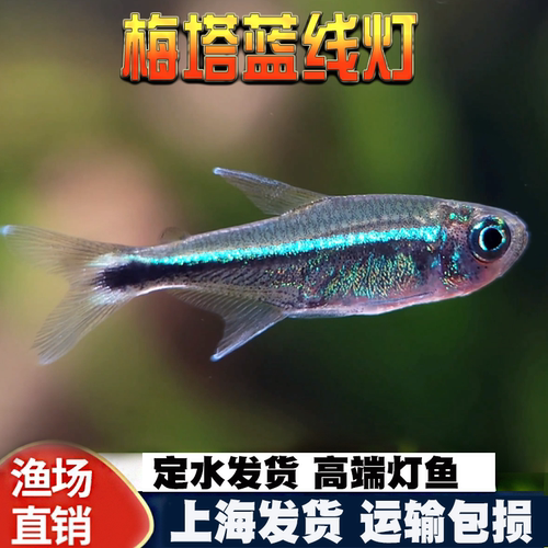 蓝线精灵鱼热带鱼梅塔蓝线灯精灵蓝线南美草缸小型淡水观赏鱼活体