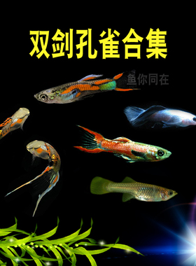 安德拉斯双剑鱼红双剑观赏迷你熊猫孔雀胎生凤尾热带鱼淡水鱼好养